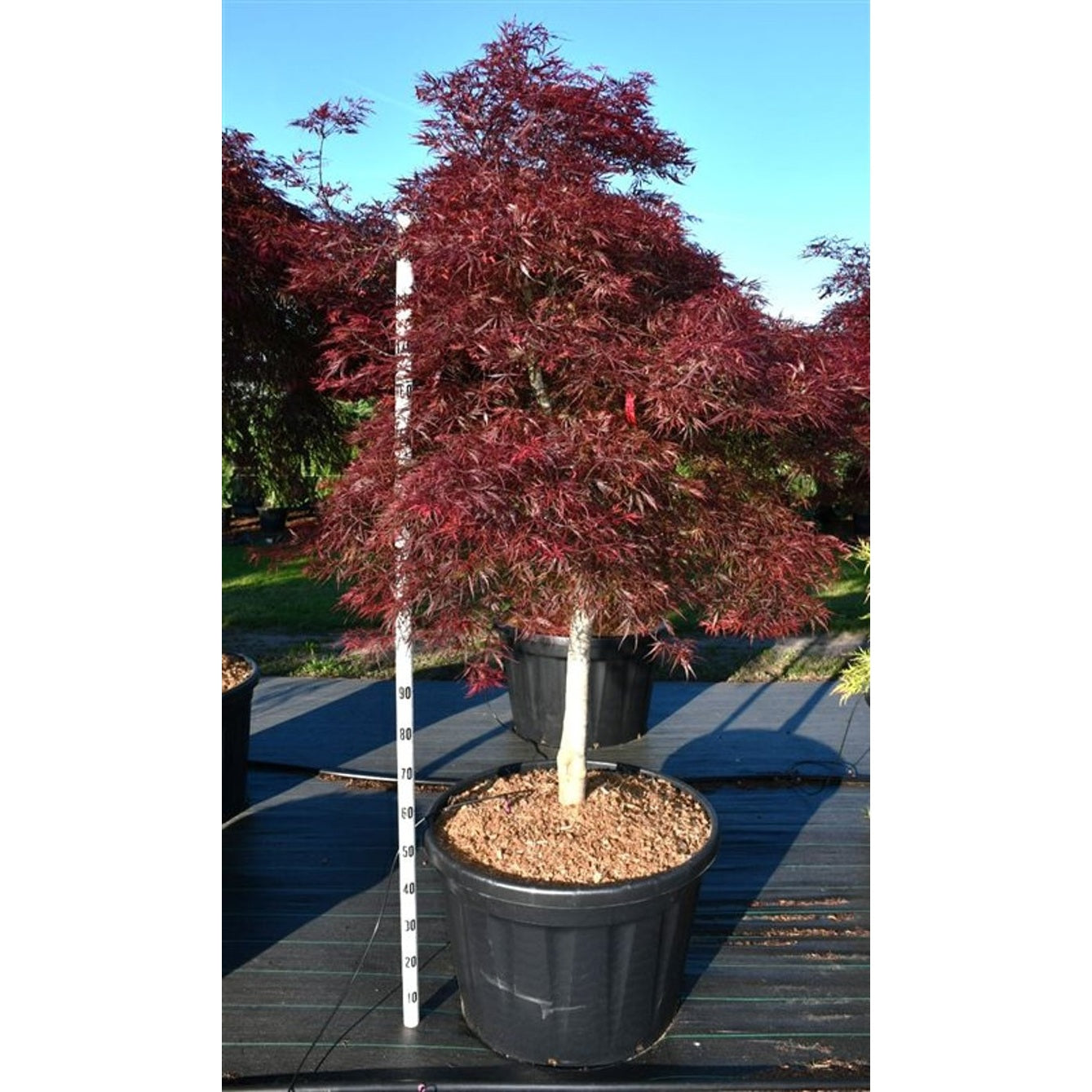 Japansk lönn – Acer pal. 'Stella Rossa' - 100 CM Stem Cont.